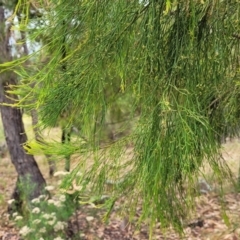 Exocarpos cupressiformis (Cherry Ballart) at Block 402 - 25 Feb 2022 by trevorpreston