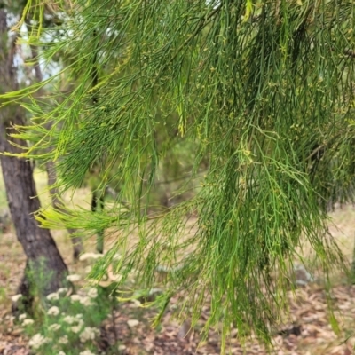 Exocarpos cupressiformis (Cherry Ballart) at Molonglo Valley, ACT - 25 Feb 2022 by trevorpreston