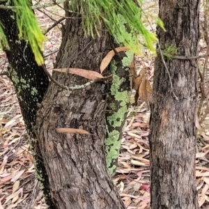 Exocarpos cupressiformis at Molonglo Valley, ACT - 25 Feb 2022