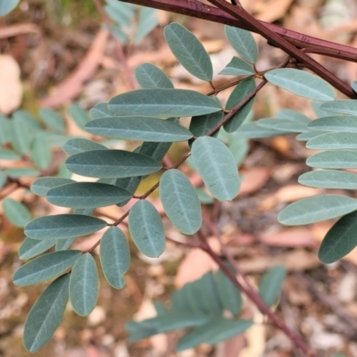 Indigofera australis subsp. australis (Australian Indigo) at Molonglo Valley, ACT - 25 Feb 2022 by trevorpreston