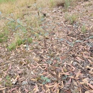 Indigofera australis subsp. australis at Molonglo Valley, ACT - 25 Feb 2022 11:56 AM