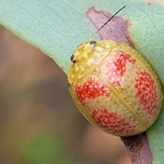 Paropsisterna fastidiosa (Eucalyptus leaf beetle) at Block 402 - 25 Feb 2022 by trevorpreston