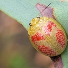 Paropsisterna fastidiosa (Eucalyptus leaf beetle) at Molonglo Valley, ACT - 25 Feb 2022 by trevorpreston