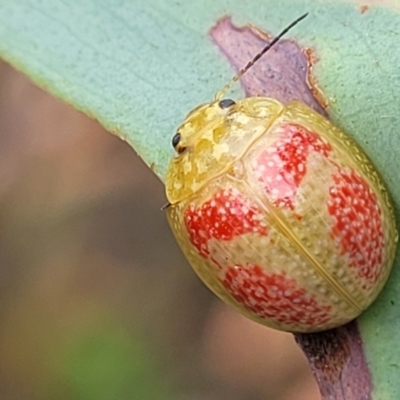 Paropsisterna fastidiosa (Eucalyptus leaf beetle) at Denman Prospect 2 Estate Deferred Area (Block 12) - 25 Feb 2022 by tpreston