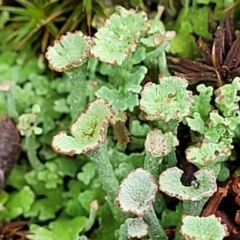 Cladonia sp. (genus) (Cup Lichen) at Block 402 - 25 Feb 2022 by trevorpreston