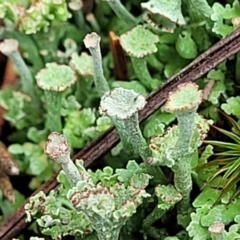 Cladonia sp. (genus) at Molonglo Valley, ACT - 25 Feb 2022