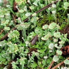 Cladonia sp. (genus) at Molonglo Valley, ACT - 25 Feb 2022