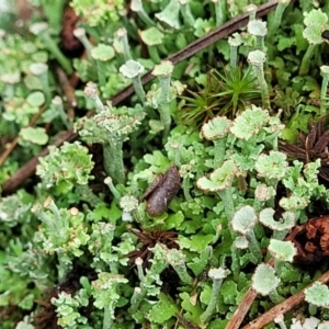 Cladonia sp. (genus) at Molonglo Valley, ACT - 25 Feb 2022 11:50 AM