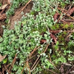 Cladonia sp. (genus) at Molonglo Valley, ACT - 25 Feb 2022