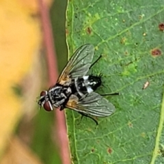 Unidentified Bristle Fly (Tachinidae) (TBC) at Molonglo Valley, ACT - 25 Feb 2022 by tpreston