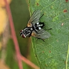 Tachinidae (family) at Molonglo Valley, ACT - 25 Feb 2022 11:45 AM