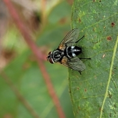 Tachinidae (family) at Molonglo Valley, ACT - 25 Feb 2022 11:45 AM