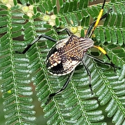 Theseus modestus (Gum tree shield bug) at Block 402 - 25 Feb 2022 by trevorpreston