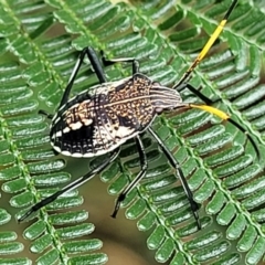 Theseus modestus at Molonglo Valley, ACT - 25 Feb 2022 11:43 AM