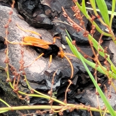 Cryptocheilus bicolor (Orange Spider Wasp) at Block 402 - 25 Feb 2022 by trevorpreston