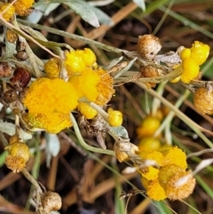 Chrysocephalum apiculatum (Common Everlasting) at Molonglo Valley, ACT - 25 Feb 2022 by trevorpreston