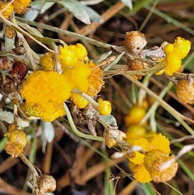 Chrysocephalum apiculatum (Common Everlasting) at Molonglo Valley, ACT - 25 Feb 2022 by tpreston