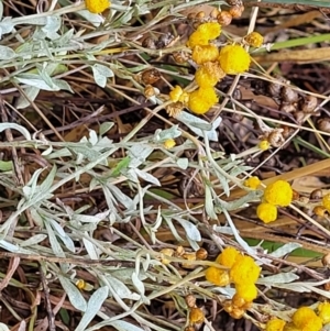 Chrysocephalum apiculatum at Molonglo Valley, ACT - 25 Feb 2022