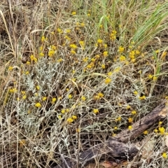 Chrysocephalum apiculatum at Molonglo Valley, ACT - 25 Feb 2022