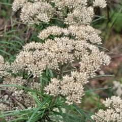 Cassinia longifolia (Shiny Cassinia, Cauliflower Bush) at Denman Prospect 2 Estate Deferred Area (Block 12) - 25 Feb 2022 by tpreston