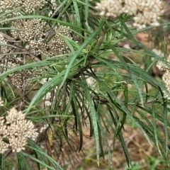 Cassinia longifolia at Molonglo Valley, ACT - 25 Feb 2022
