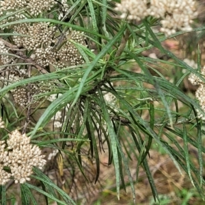 Cassinia longifolia at Molonglo Valley, ACT - 25 Feb 2022