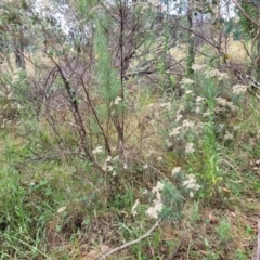 Cassinia longifolia at Molonglo Valley, ACT - 25 Feb 2022