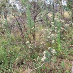 Cassinia longifolia at Molonglo Valley, ACT - 25 Feb 2022