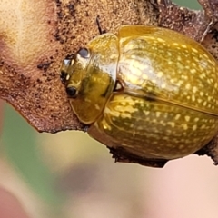 Paropsisterna cloelia (Eucalyptus variegated beetle) at Denman Prospect 2 Estate Deferred Area (Block 12) - 25 Feb 2022 by tpreston