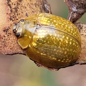 Paropsisterna cloelia at Molonglo Valley, ACT - 25 Feb 2022