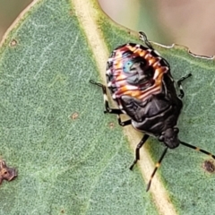 Oechalia schellenbergii (Spined Predatory Shield Bug) at Molonglo Valley, ACT - 25 Feb 2022 by tpreston