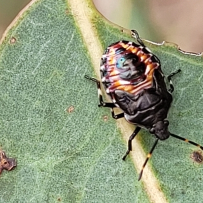 Oechalia schellenbergii (Spined Predatory Shield Bug) at Molonglo Valley, ACT - 25 Feb 2022 by trevorpreston