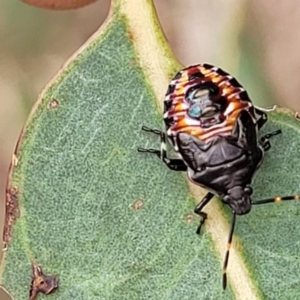 Oechalia schellenbergii at Molonglo Valley, ACT - 25 Feb 2022