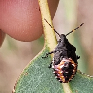 Oechalia schellenbergii at Molonglo Valley, ACT - 25 Feb 2022 11:29 AM