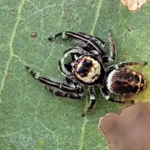 Opisthoncus nigrofemoratus at Molonglo Valley, ACT - 25 Feb 2022 11:28 AM