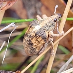 Gonipterus scutellatus (Eucalyptus snout beetle, gum tree weevil) at Block 402 - 25 Feb 2022 by trevorpreston