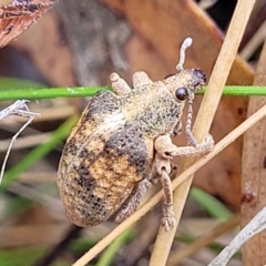 Gonipterus scutellatus at Molonglo Valley, ACT - 25 Feb 2022