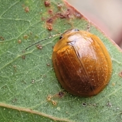 Paropsisterna cloelia (Eucalyptus variegated beetle) at Block 402 - 25 Feb 2022 by trevorpreston