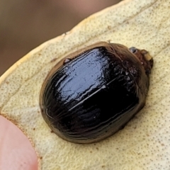 Paropsisterna cloelia (Eucalyptus variegated beetle) at Denman Prospect 2 Estate Deferred Area (Block 12) - 25 Feb 2022 by trevorpreston