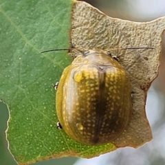 Paropsisterna cloelia (Eucalyptus variegated beetle) at Denman Prospect 2 Estate Deferred Area (Block 12) - 25 Feb 2022 by tpreston