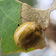 Paropsisterna cloelia at Molonglo Valley, ACT - 25 Feb 2022