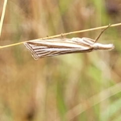 Hednota megalarcha (A Crambid moth) at Molonglo Valley, ACT - 25 Feb 2022 by tpreston