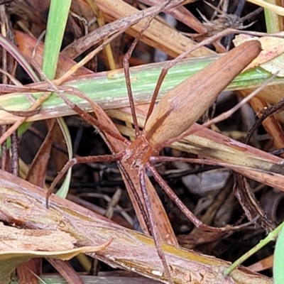 Asianopis sp. (genus) (Net-casting spider) at Molonglo Valley, ACT - 25 Feb 2022 by trevorpreston