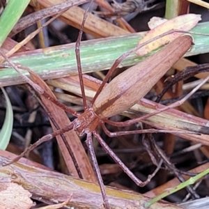 Asianopis sp. (genus) at Molonglo Valley, ACT - 25 Feb 2022