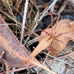 Asianopis sp. (genus) at Molonglo Valley, ACT - 25 Feb 2022