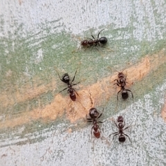 Papyrius sp (undescribed) (Hairy Coconut Ant) at Block 402 - 25 Feb 2022 by trevorpreston