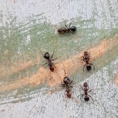 Papyrius sp (undescribed) (Hairy Coconut Ant) at Molonglo Valley, ACT - 25 Feb 2022 by tpreston