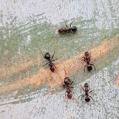 Papyrius sp (undescribed) (Hairy Coconut Ant) at Molonglo Valley, ACT - 25 Feb 2022 by trevorpreston