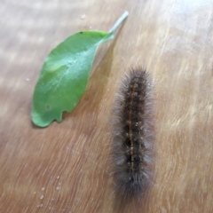 Spilosoma (genus) (Tiger moth caterpillar) at O'Connor, ACT - 25 Feb 2022 by AAGunn
