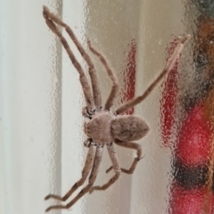 Unidentified Huntsman spider (Sparassidae) (TBC) at Acton, ACT - 23 Feb 2022 by WHall